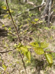 Diptera