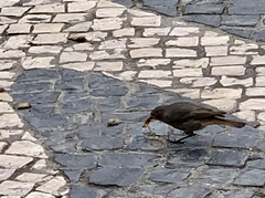 Phoenicurus ochruros