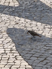 Phoenicurus ochruros