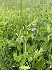 Vicia bithynica