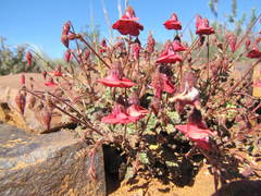 Hermannia grandiflora