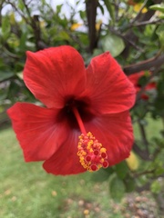 Hibiscus rosa-sinensis