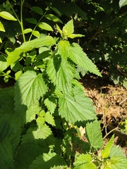Urtica dioica
