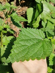 Urtica dioica