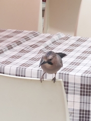 Garrulus glandarius glaszneri