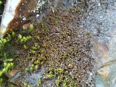 Scapania compacta
