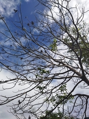 Gyrocarpus americanus