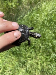 Emys orbicularis