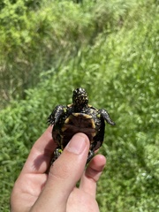 Emys orbicularis