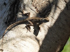 Agama mossambica