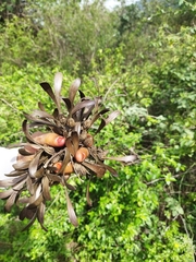 Gyrocarpus americanus