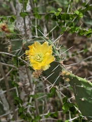 Opuntia caracassana