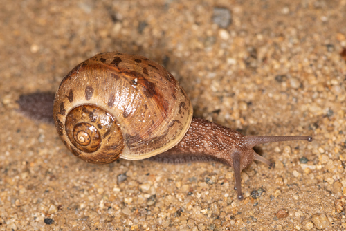 Karaftohelix selskii