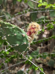 Opuntia caracassana