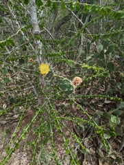 Opuntia caracassana