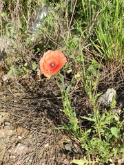 Papaver rhoeas
