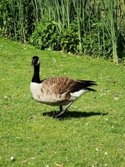 Branta canadensis