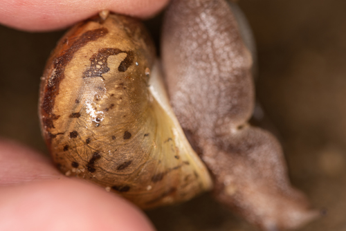 Karaftohelix selskii