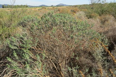 Oedera fruticosa