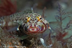 Parapercis stricticeps