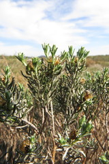 Oedera fruticosa