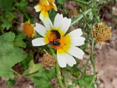 Heliotaurus ruficollis