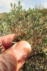 Oedera fruticosa