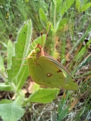 Colias croceus