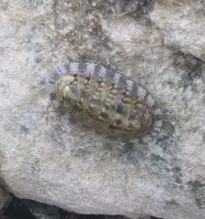 Chiton