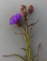 Oocephala centaureoides