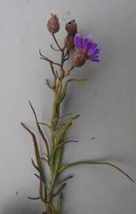 Oocephala centaureoides