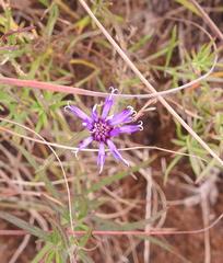 Oocephala centaureoides