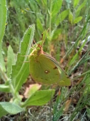 Colias croceus