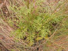 Senecio rhyncholaenus