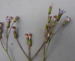 Senecio rhyncholaenus
