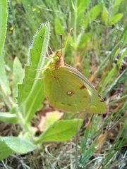 Colias croceus