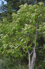 Alnus hirsuta