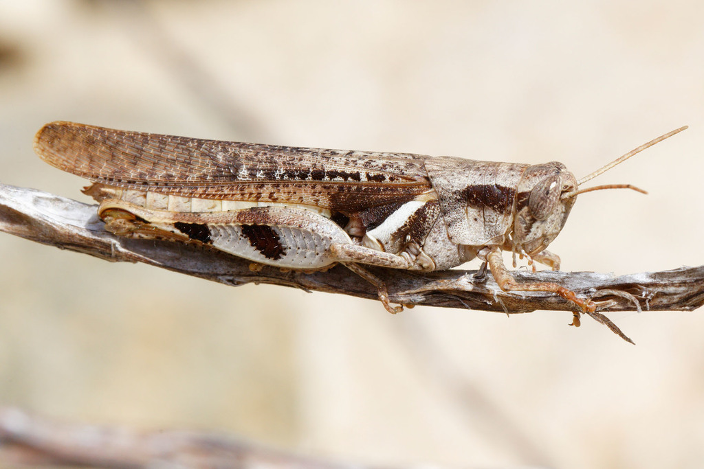 Tropical Sharptail
