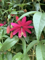 Passiflora × exoniensis