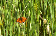 Melitaea aetherie