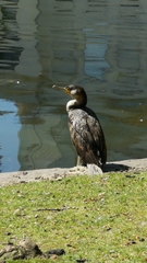 Phalacrocorax carbo