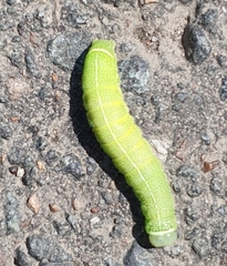 Orthosia cerasi