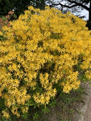 Rhododendron luteum