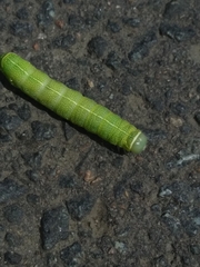 Orthosia cerasi