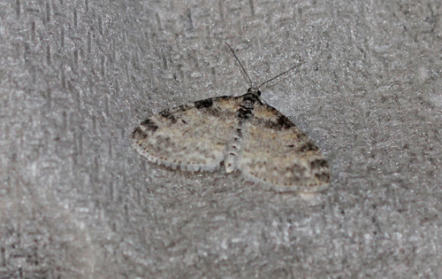 Powdered Bigwing Moth photo 5