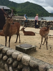 Cervus nippon