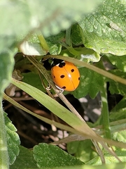 Coccinella septempunctata