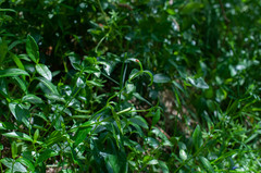 Puccinia cribrata