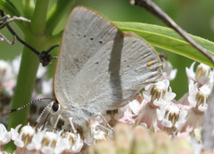 Satyrium sylvinus dryope