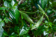 Puccinia cribrata